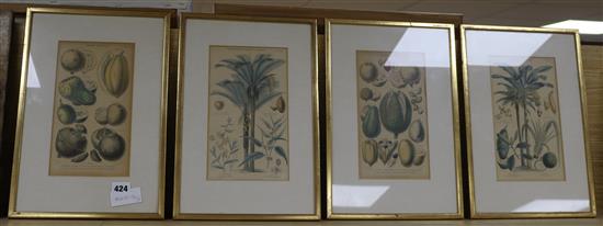 Four Victorian Blackie & Son coloured engravings of exotic fruits 24 x 13cm